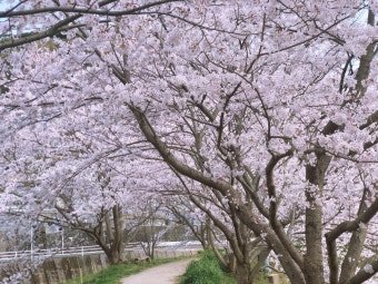[리무진 버스]  인천 출발 일본 대마도 1박 2일 벚꽃 여행