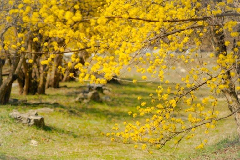 [리무진] 특가! 이천 산수유+설봉공원 벚꽃+불광사+관고재래시장 투어