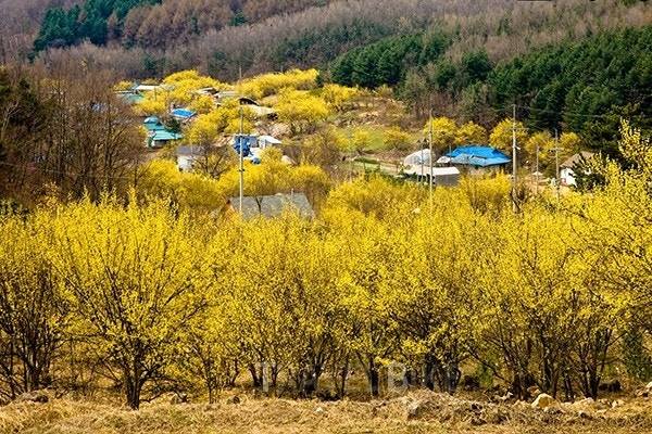 [리무진] 양평 산수유 한우축제+용문사+두물머리