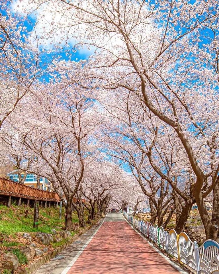 [리무진 숙박] 꽃비 내리는 남해 봄길, 보리암·삼성궁·하동 십리벚꽃(석식 포함)