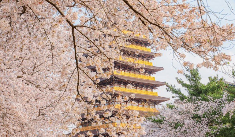 [리무진 버스]  꽃 피는 경주 완전정복