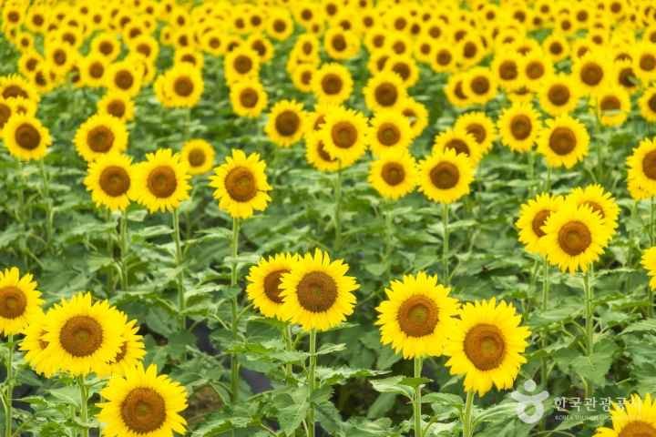 [리무진] 태백 해바라기 축제